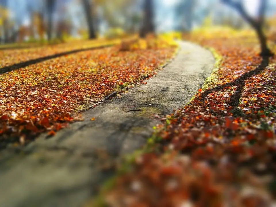 A trail on a fall afternoon , with red leaves on the ground