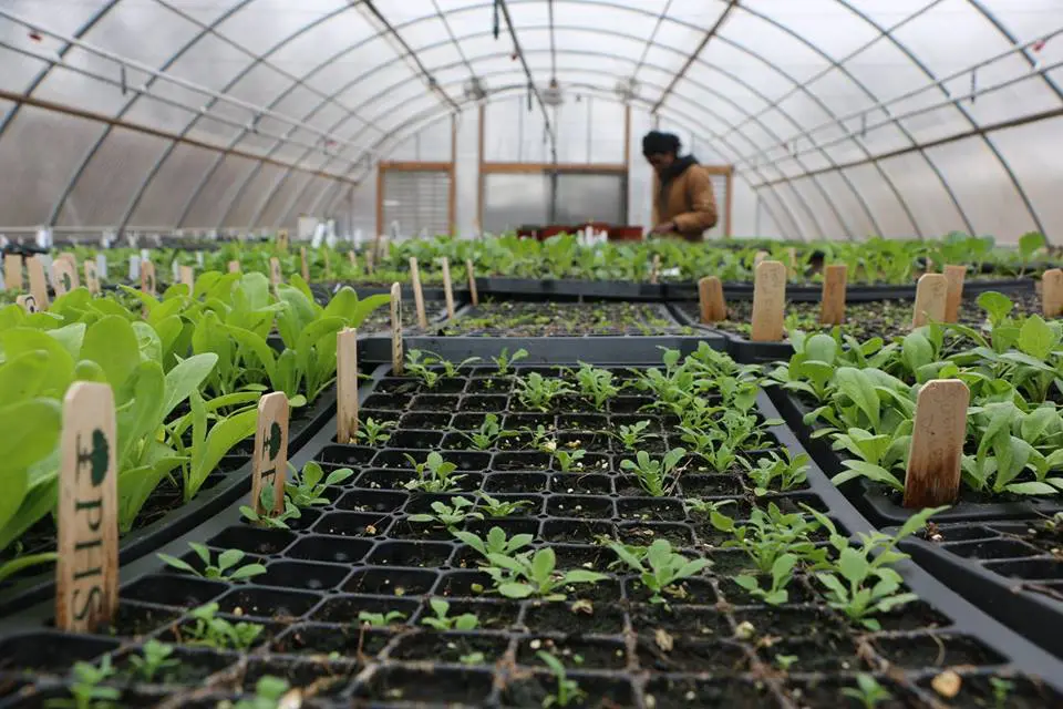 Interior of a greenroom while a person tends to the plants