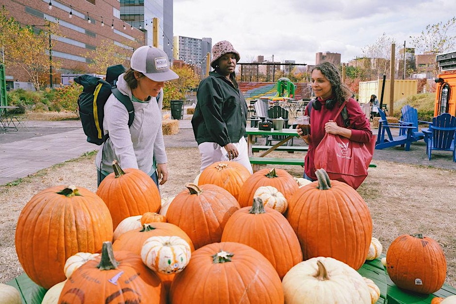 People picking pumpkins at the Lawn by uCity Square
