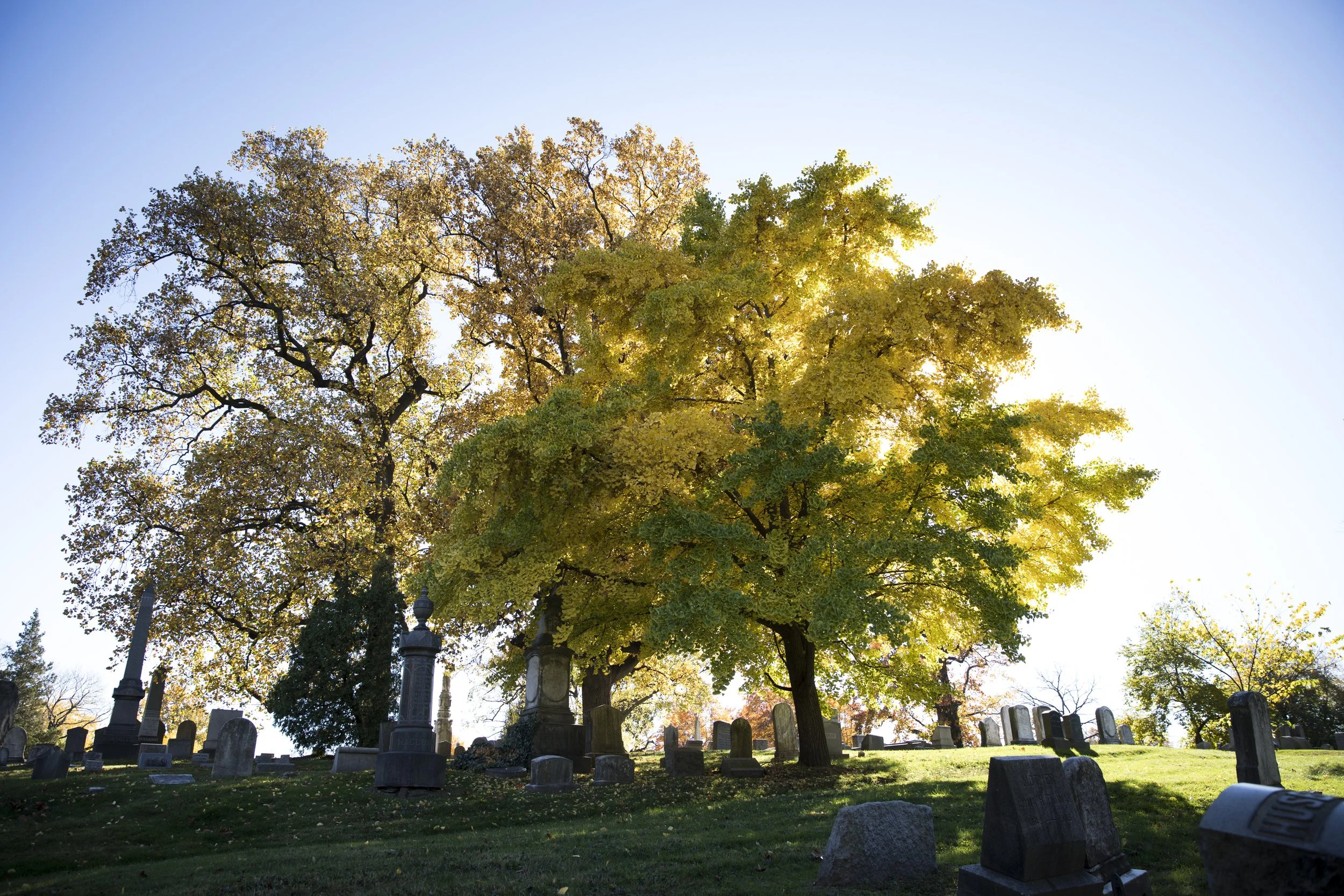 A fall day in Woodland Cemetery