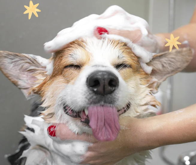 Image of a happy dog being shampood