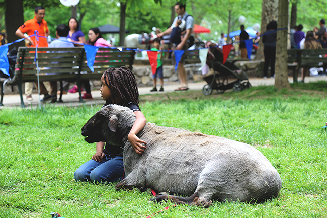 A young girl sits next a goat at a petting zoo hosted at the Spruce Hill May Fair